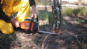 Best Tree Disease Treatment  in Kyle, SD