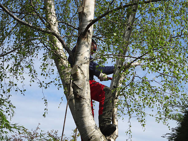 Reliable Kyle, SD Tree Services Solutions